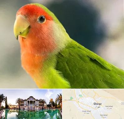 فروش طوطی در شیراز