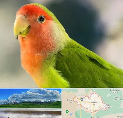 فروش طوطی در مرند