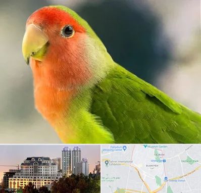 فروش طوطی در فرشته 