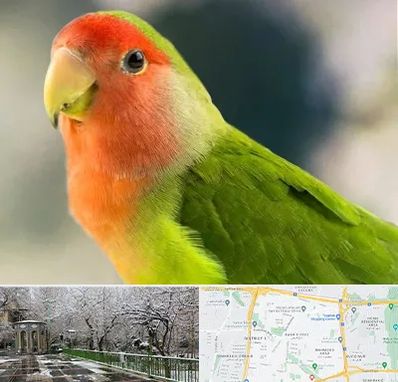 فروش طوطی در باغ فیض