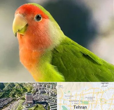 فروش طوطی در شمال تهران 