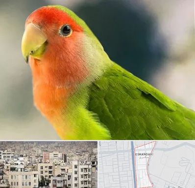 فروش طوطی در اسکندری