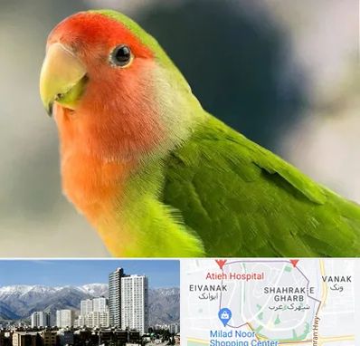 فروش طوطی در شهرک غرب 