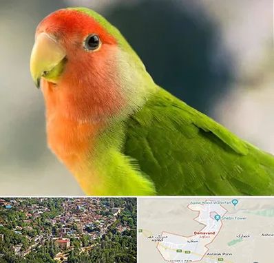 فروش طوطی در دماوند