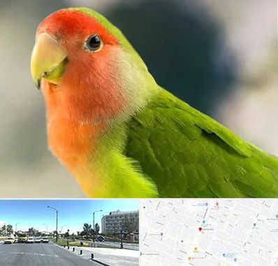 فروش طوطی در بلوار کلاهدوز مشهد 