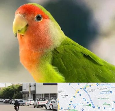 فروش طوطی در قدوسی شرقی شیراز