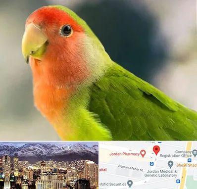 فروش طوطی در جردن 