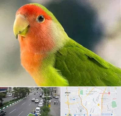 فروش طوطی در ستارخان 