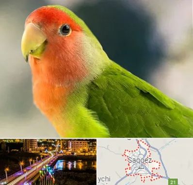 فروش طوطی در سقز