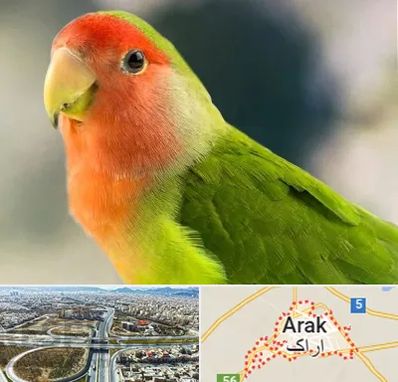 فروش طوطی در اراک