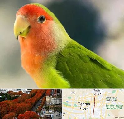 فروش طوطی در ولیعصر 