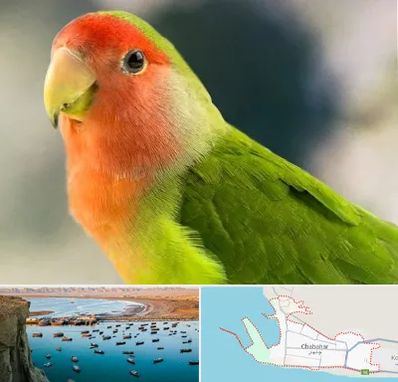 فروش طوطی در چابهار