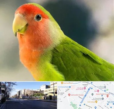 فروش طوطی در خیابان ملاصدرا شیراز 