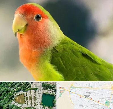 فروش طوطی در وکیل آباد مشهد 