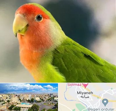 فروش طوطی در میانه