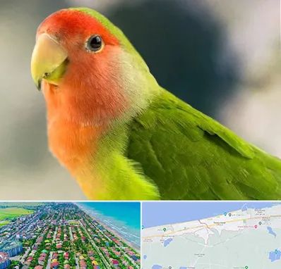 فروش طوطی در فریدونکنار