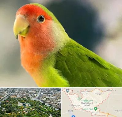 فروش طوطی در شهرکرد