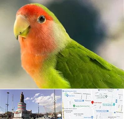 فروش طوطی در کارگر جنوبی 