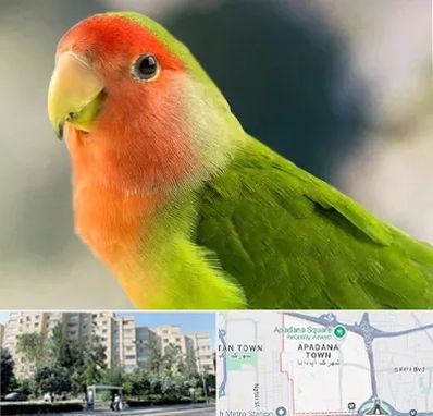 فروش طوطی در آپادانا