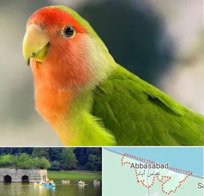 فروش طوطی در عباس آباد