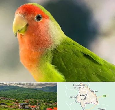 فروش طوطی در آمل