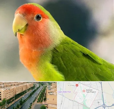 فروش طوطی در فاز سه اندیشه
