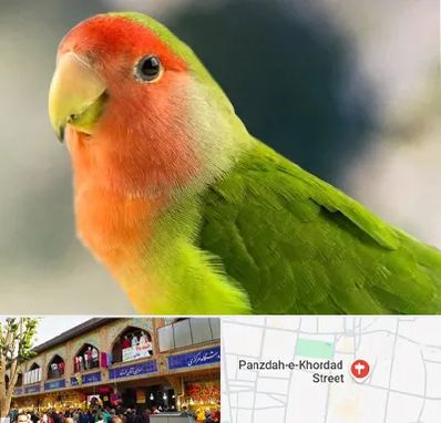 فروش طوطی در 15 خرداد