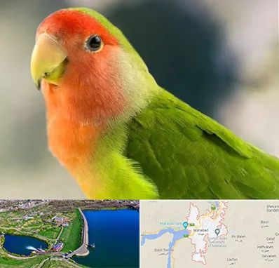 فروش طوطی در مهاباد