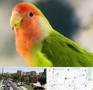 فروش طوطی در شهرک آزمایش 