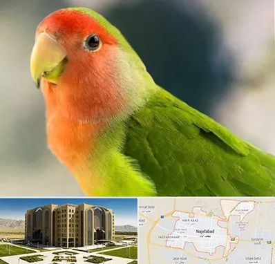 فروش طوطی در نجف آباد