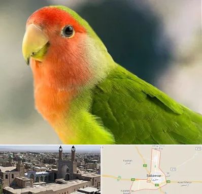 فروش طوطی در سبزوار