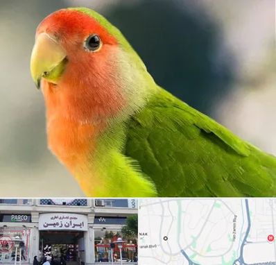 فروش طوطی در ایران زمین