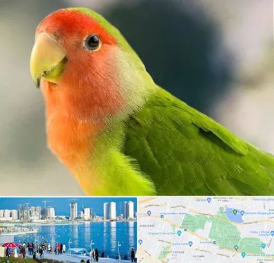 فروش طوطی در چیتگر 