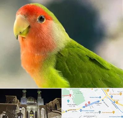 فروش طوطی در زرگری شیراز 