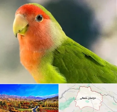 فروش طوطی در خراسان شمالی