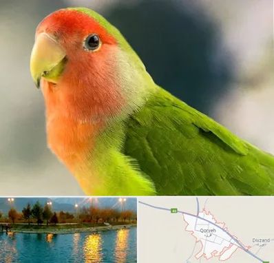 فروش طوطی در قروه