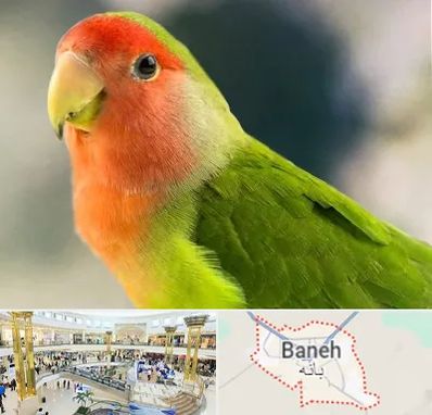 فروش طوطی در بانه