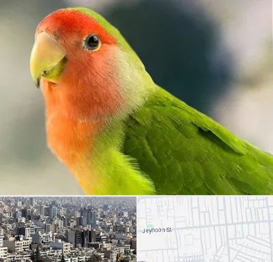 فروش طوطی در جیحون