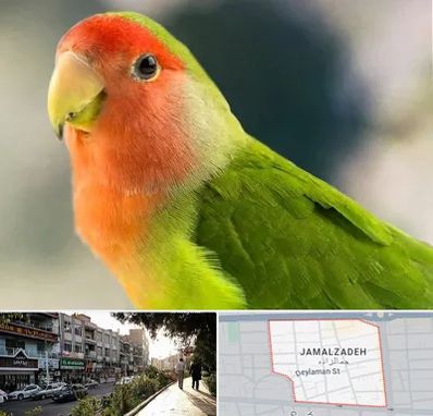 فروش طوطی در خیابان جمالزاده