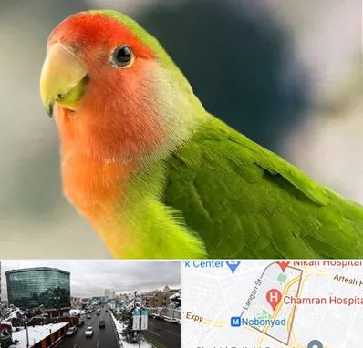 فروش طوطی در اقدسیه 