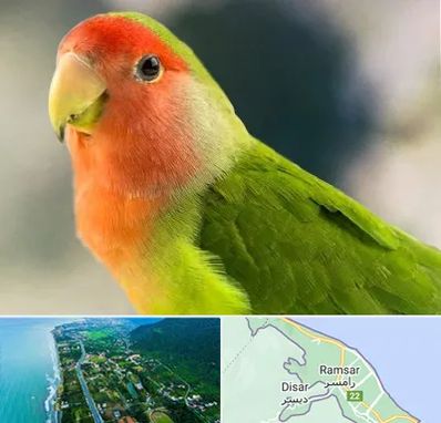 فروش طوطی در رامسر
