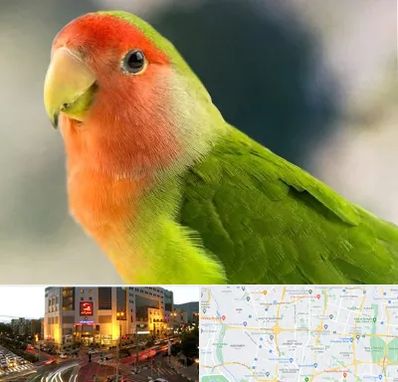 فروش طوطی در جنت آباد تهران 