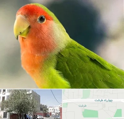 فروش طوطی در طرشت