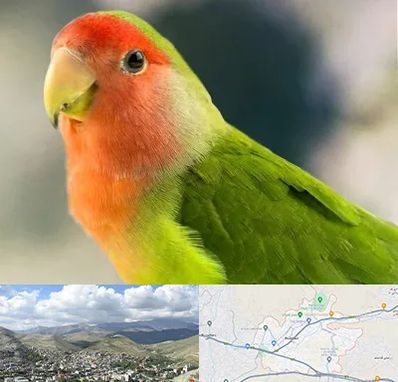 فروش طوطی در رودهن