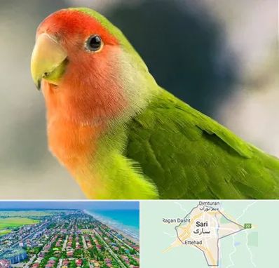 فروش طوطی در ساری