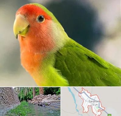 فروش طوطی در سراوان