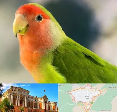 فروش طوطی در خوی