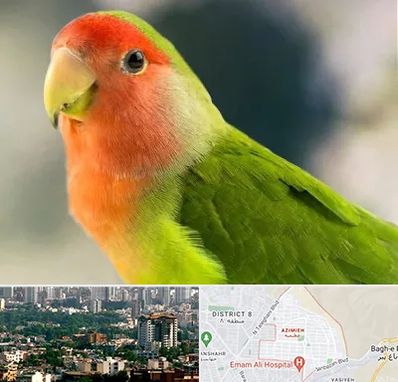 فروش طوطی در عظیمیه کرج 