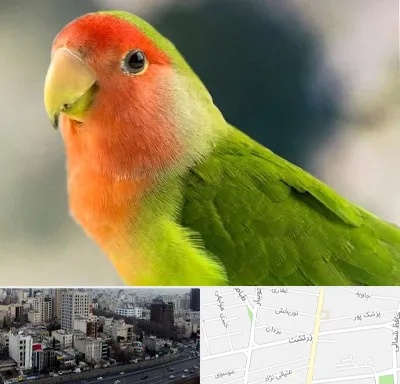فروش طوطی در زرتشت