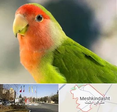 فروش طوطی در مشکین دشت